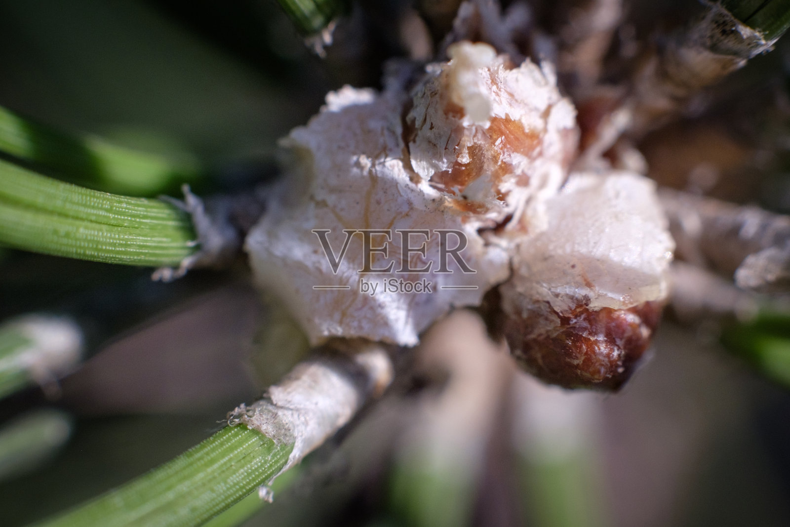 似松的照片摄影图片