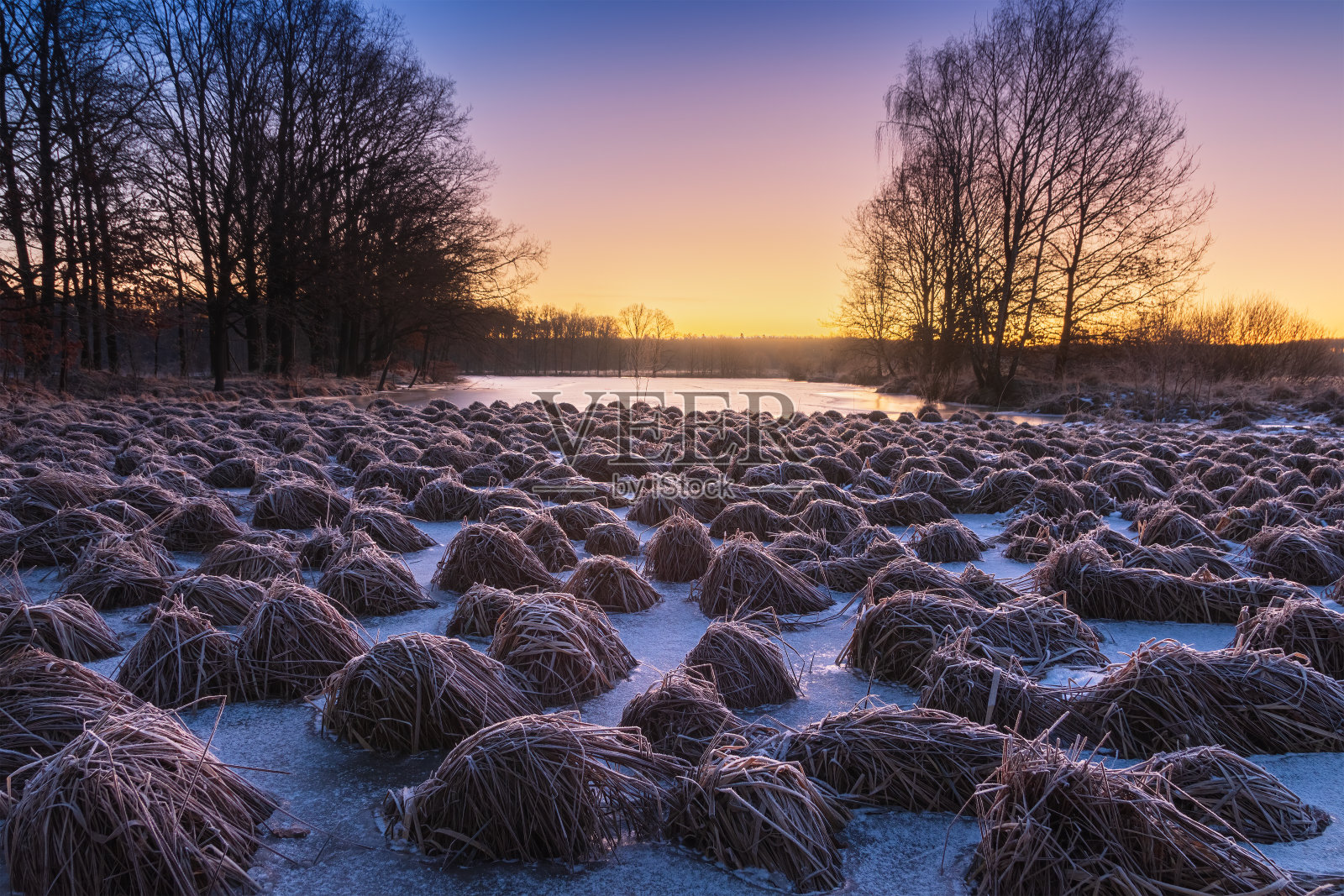 在冬天的蓝时，池塘岸边结冰的一束干草。捷克景观背景照片摄影图片
