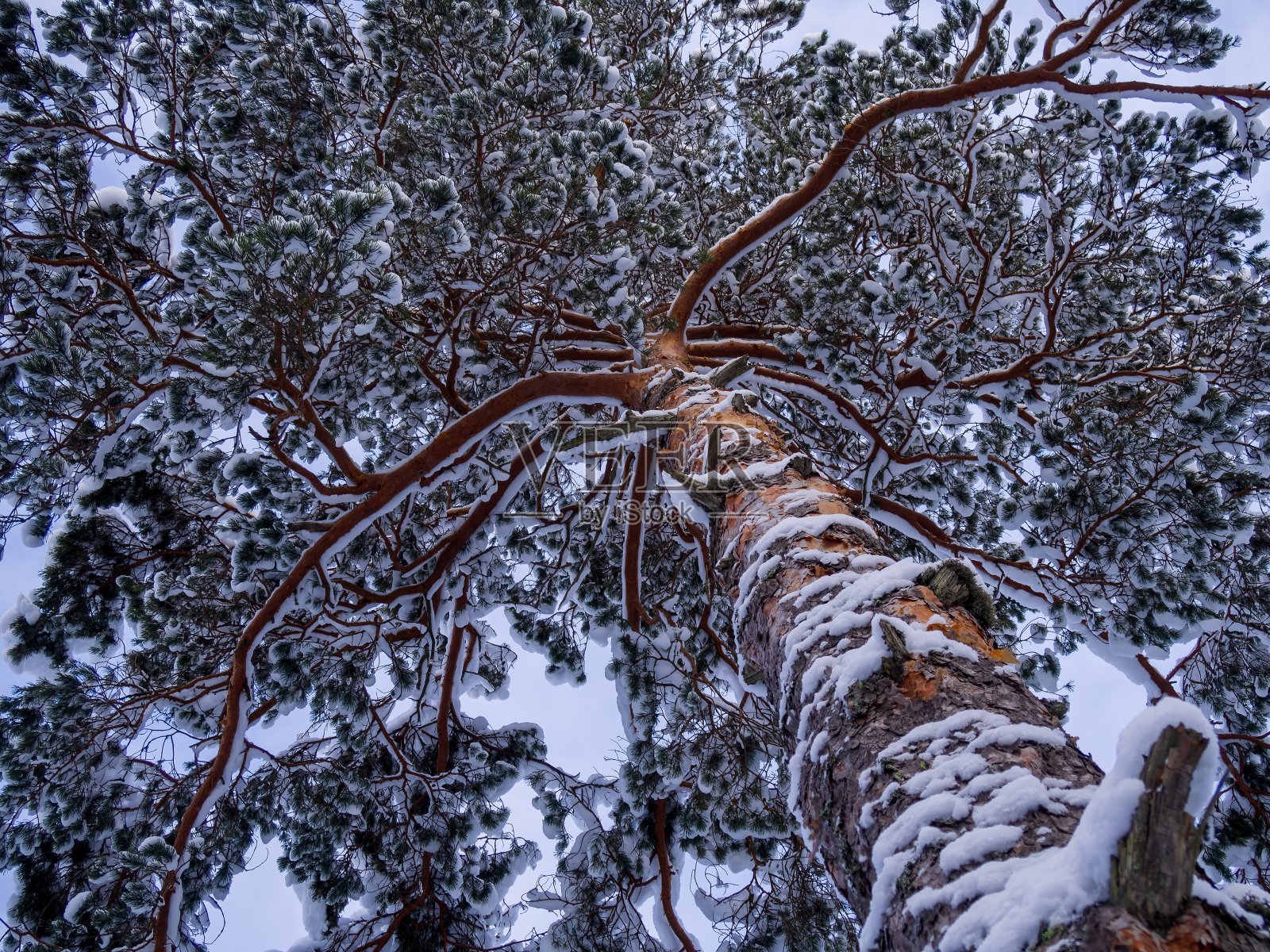冬天的背景——毛茸茸的松枝上覆盖着白雪，对着天空，从下往上看照片摄影图片