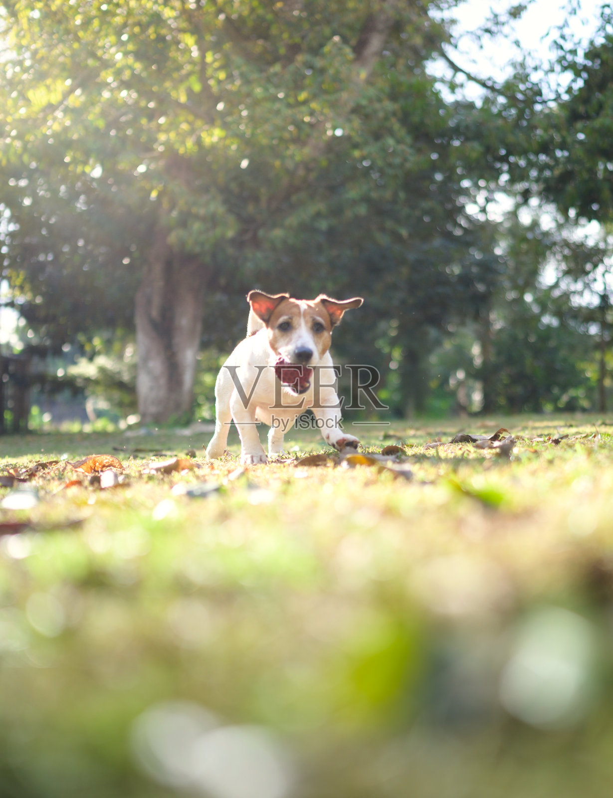 宠物友好理念处处带着狗照片摄影图片