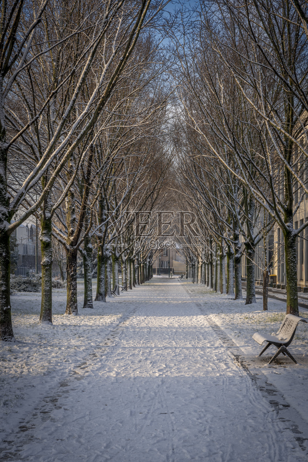 热内维尔，法国- 12 18 2024:生态社区。在公园的雪下，沿着小路排列的树木照片摄影图片