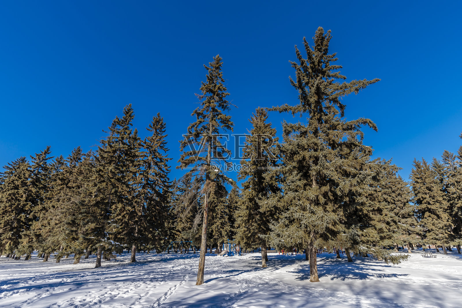 穆雷·朴校长照片摄影图片