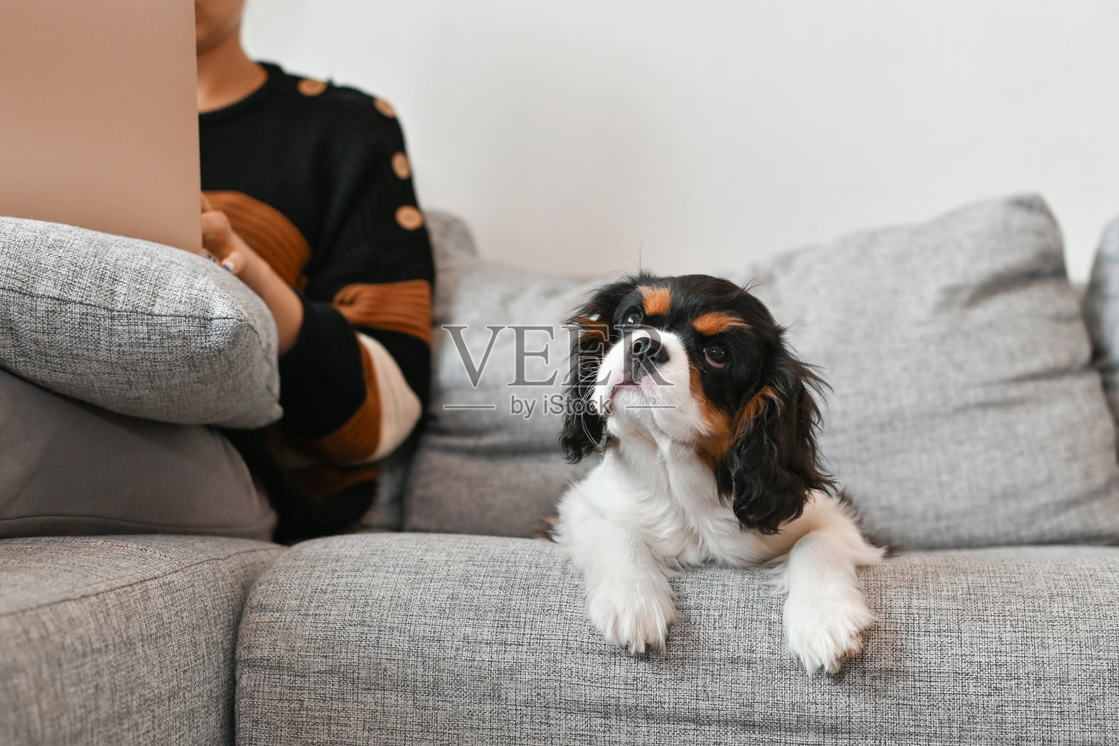 漂亮的年轻女子坐在家里的沙发上，对着笔记本电脑，她的宠物狗在网上工作照片摄影图片