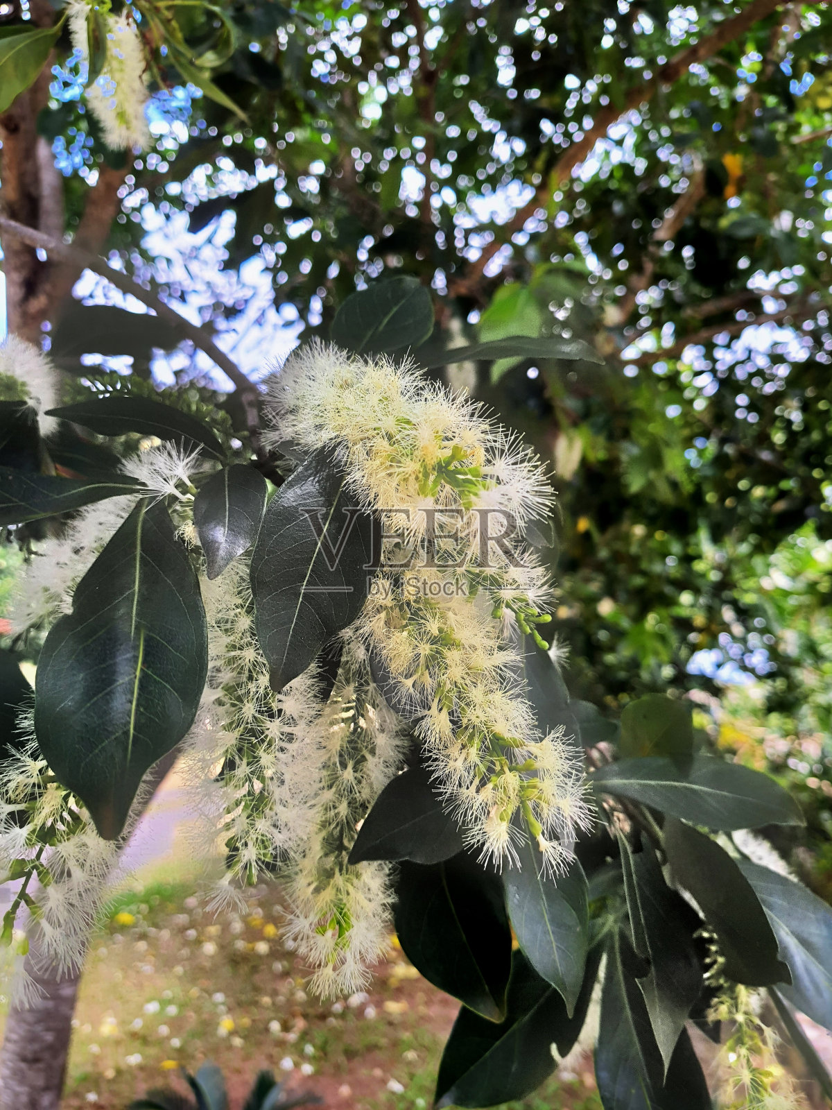 因加花照片摄影图片