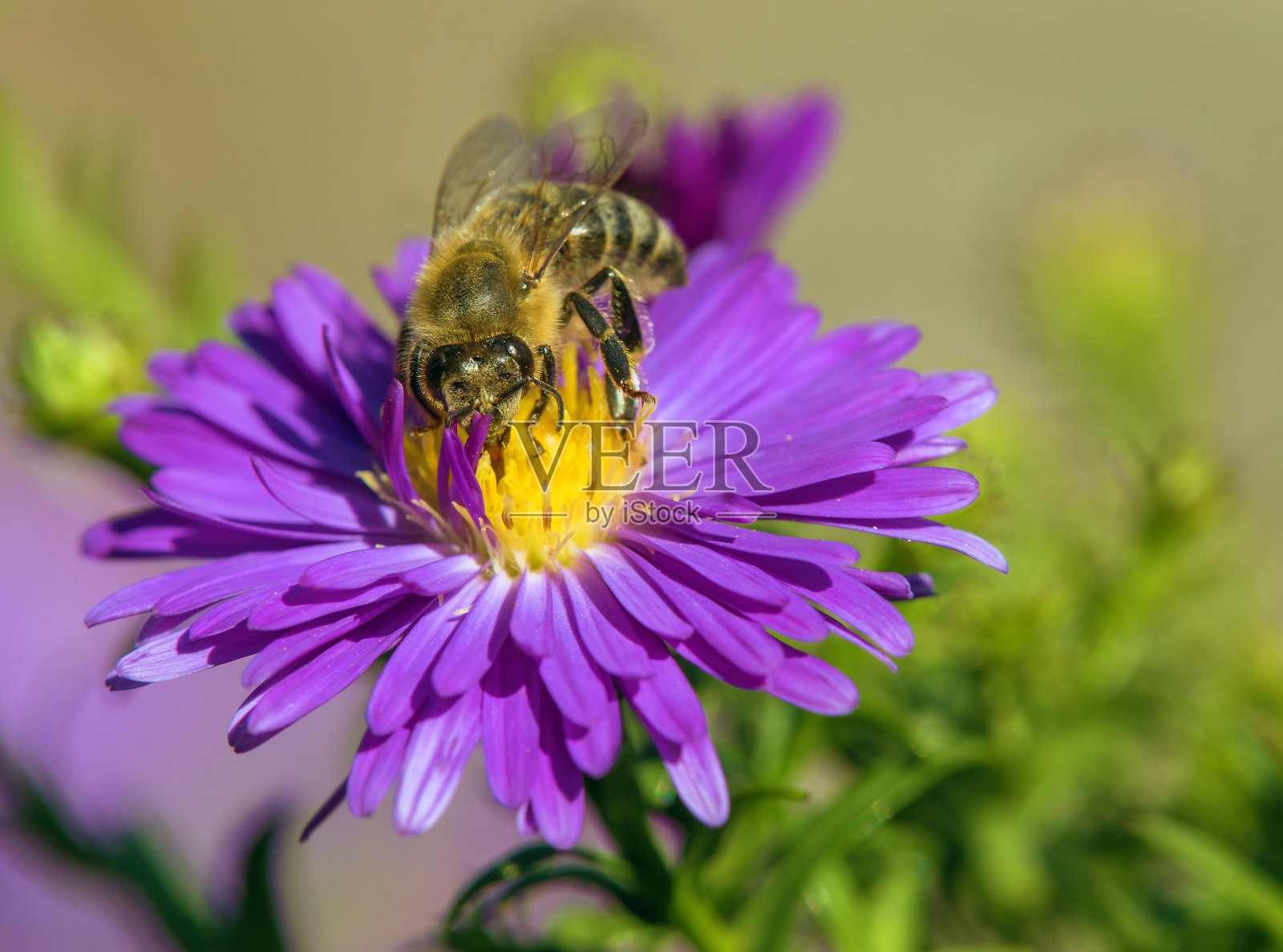 在蓝色花朵上的蜜蜂照片摄影图片