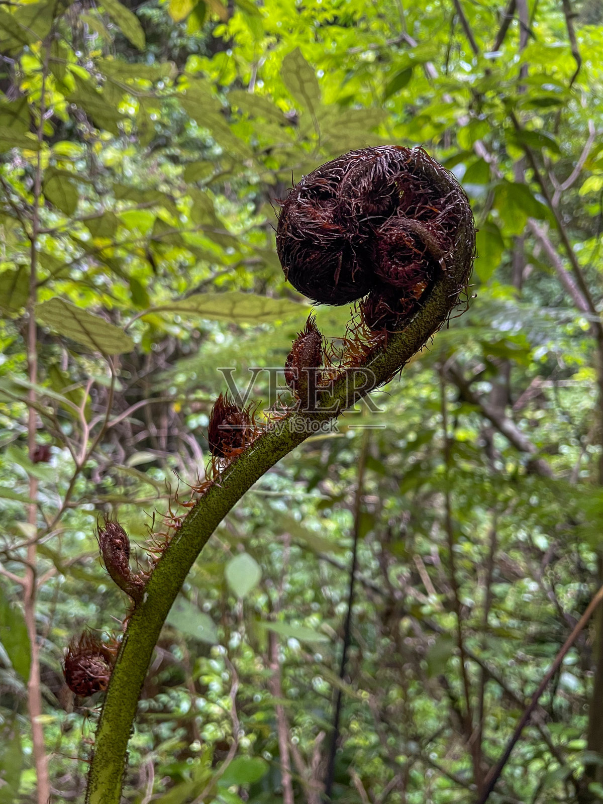 阿贝尔塔斯曼国家公园照片摄影图片