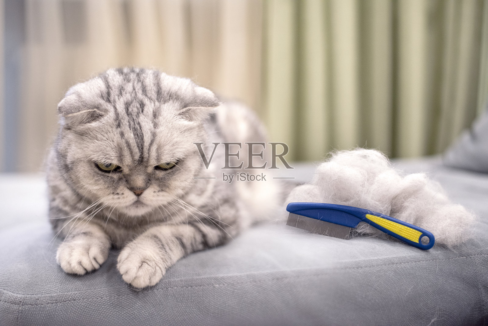 有条纹的灰色折耳猫和附近的一堆皮毛。动物护理，理发，梳理，护理。照顾动物打扫房子。照片摄影图片