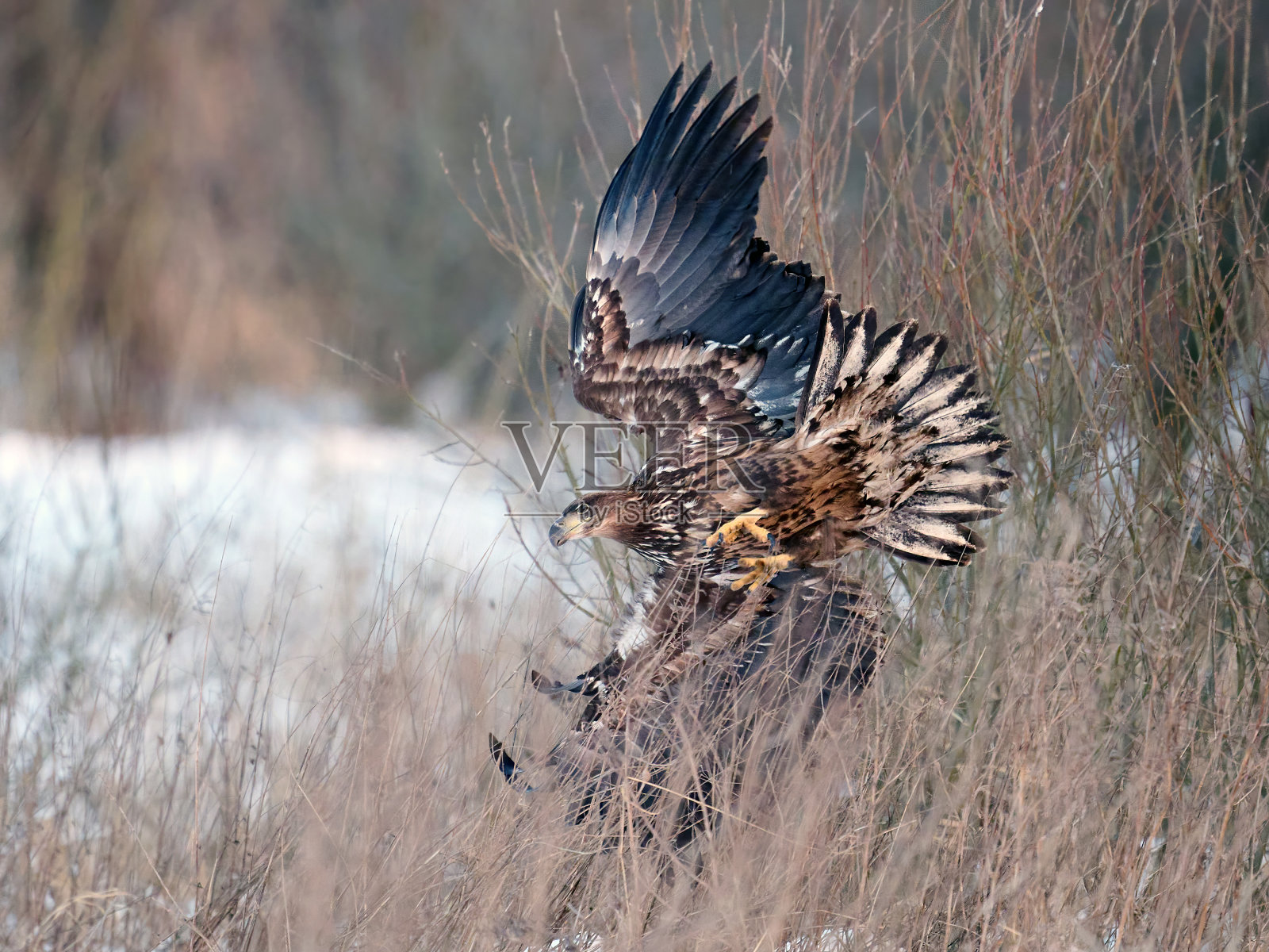 白尾鹰(halaeetus albicilla)照片摄影图片