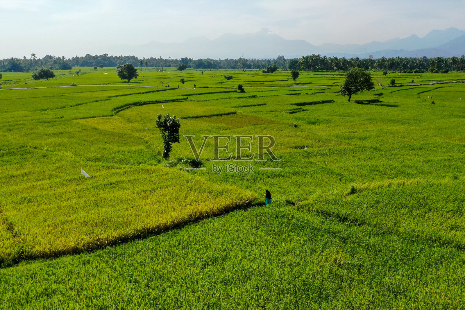 稻田照片摄影图片