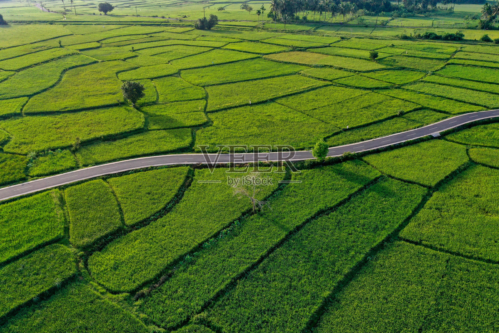 稻田照片摄影图片