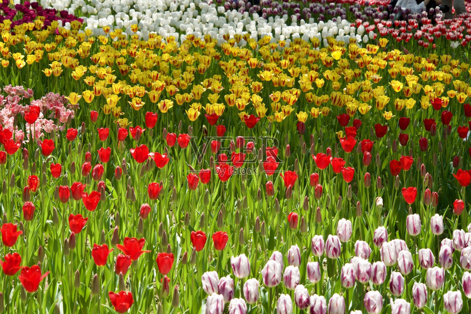 春天郁金香田的景色。照片摄影图片