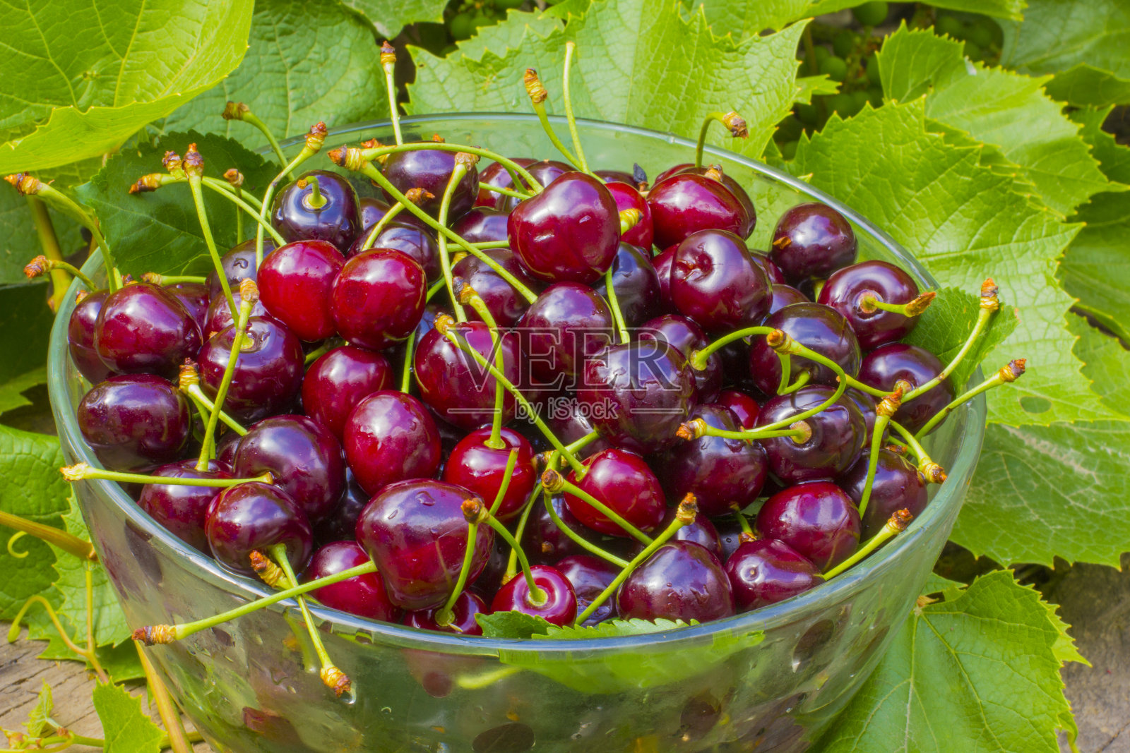 成熟芳香的樱桃，深紫色的樱桃在一个大玻璃碗里，夏日的背景是葡萄的叶子。芳香的浆果。有机食品。照片摄影图片