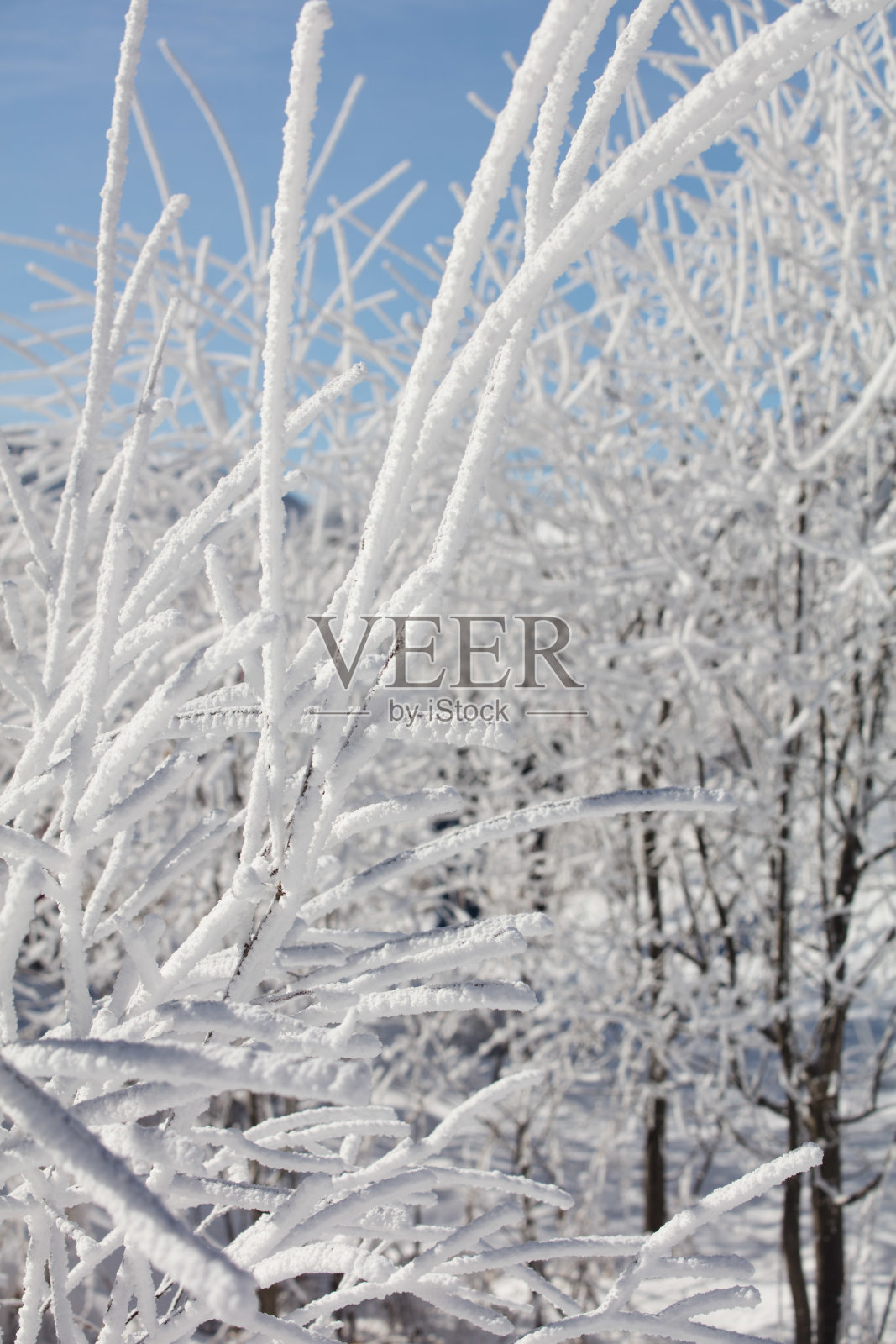 在雪。照片摄影图片