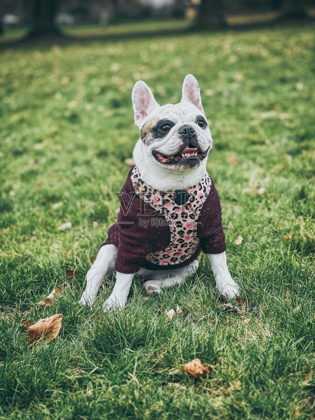 法国斗牛犬穿冬季套头衫照片摄影图片