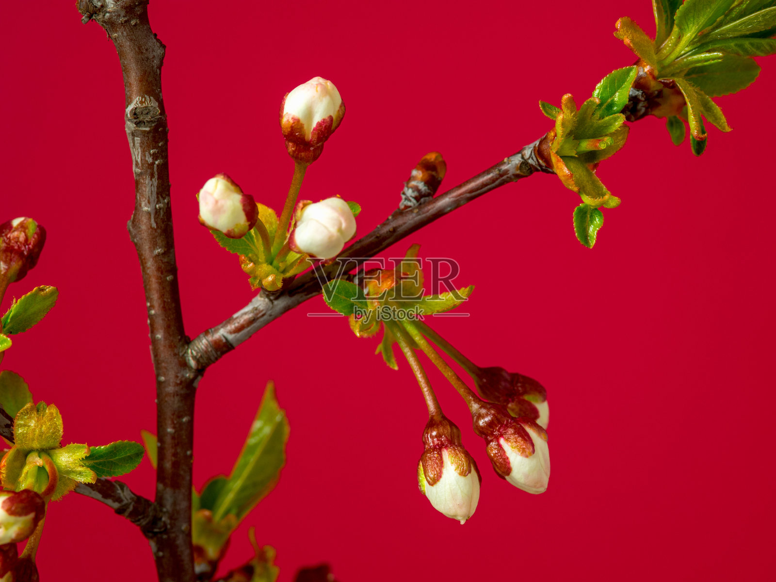 酸樱桃树在红色背景上开花照片摄影图片