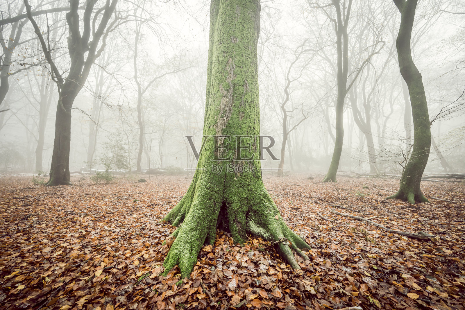 冬日雾凇森林照片摄影图片