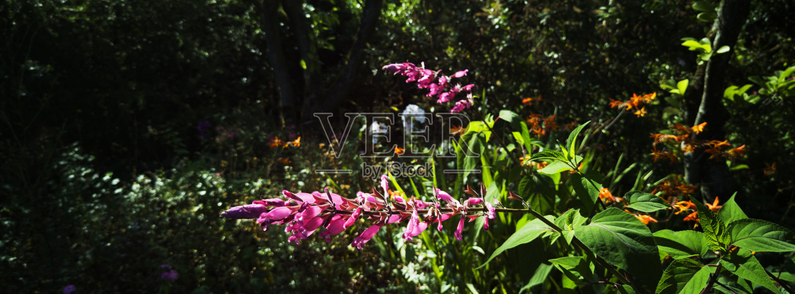古老的围墙英国乡村别墅花园和分配郁郁葱葱的植物和鲜花照片摄影图片