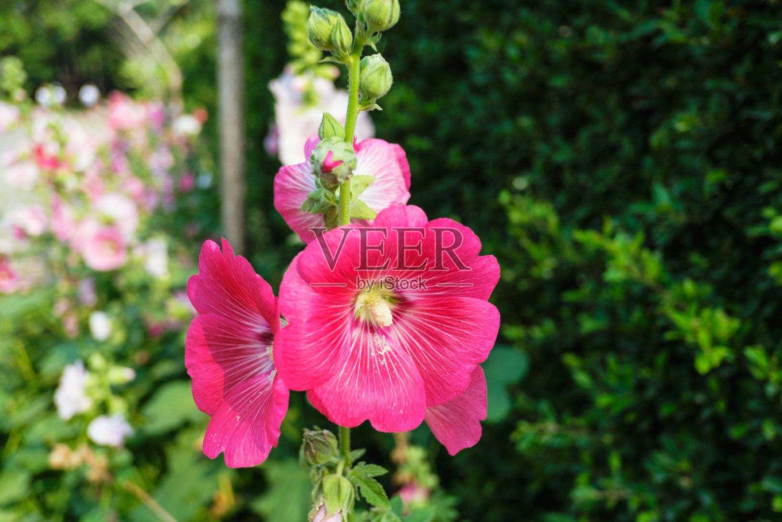 蜀葵花照片摄影图片