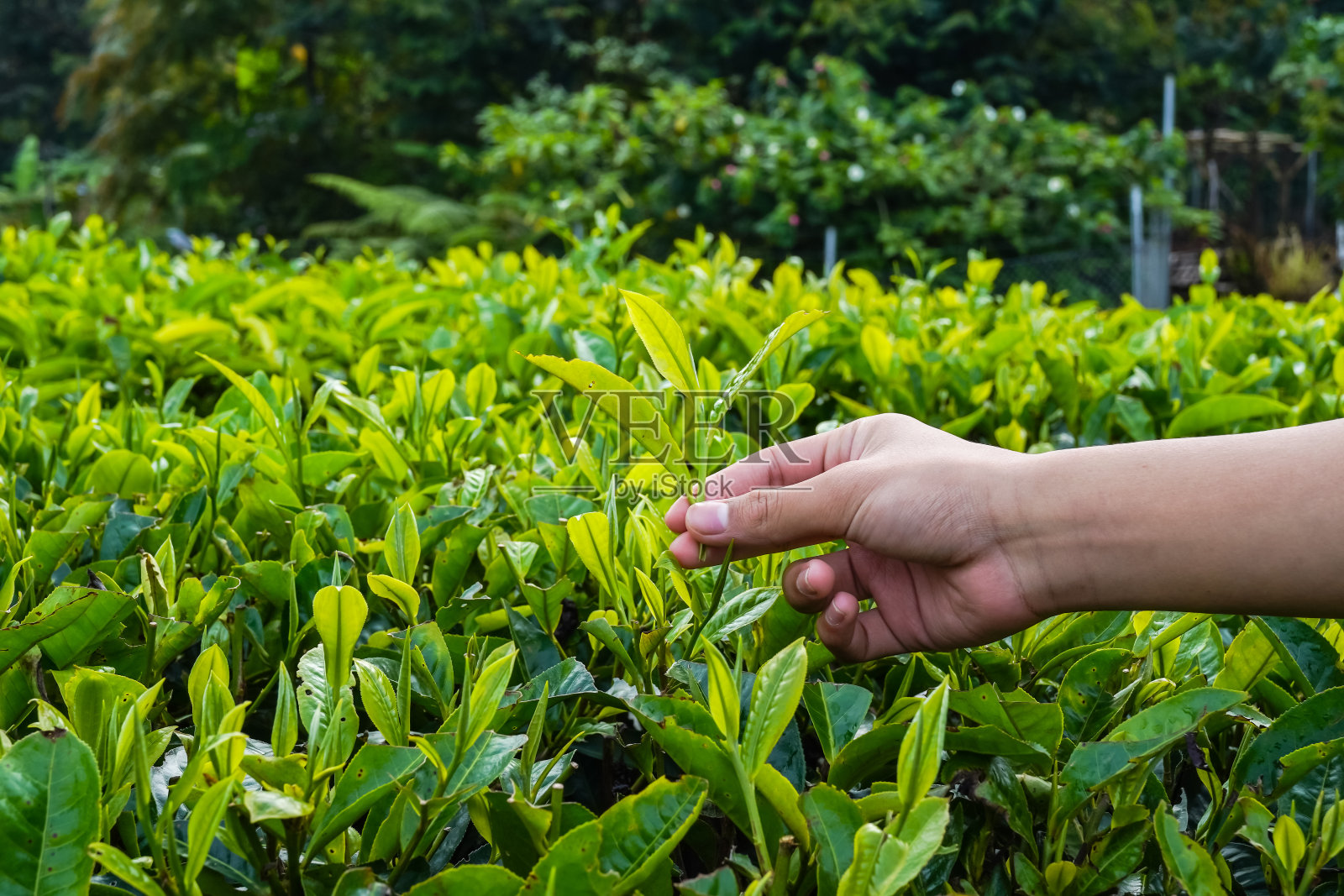 成熟绿茶的采收选择，茶园的健康有机种植照片摄影图片