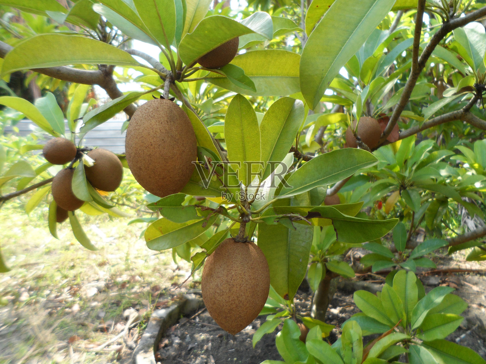 人心果照片摄影图片
