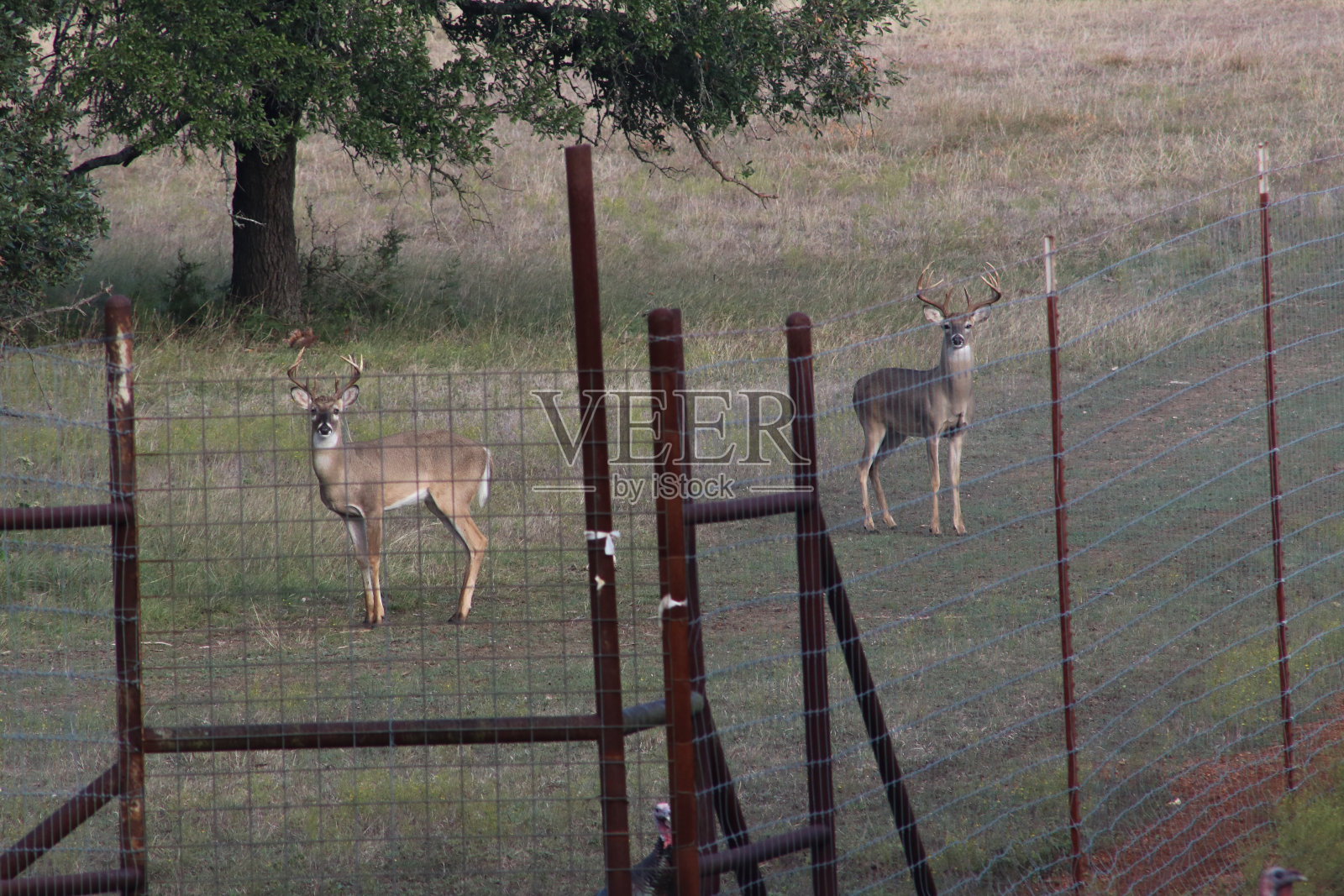 白尾鹿高栅栏德克萨斯州照片摄影图片