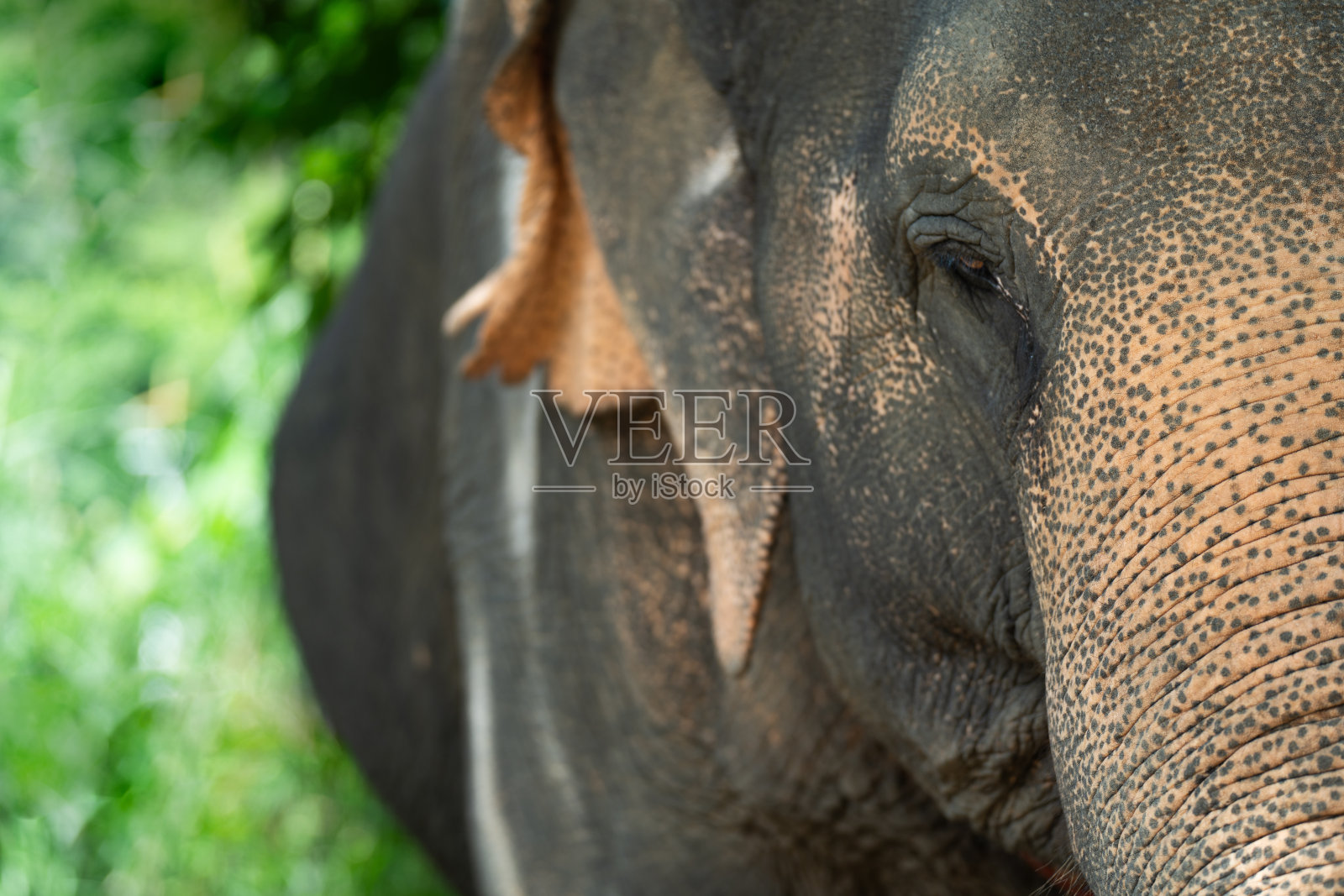 亚洲象眼。野生动物的特写照片摄影图片
