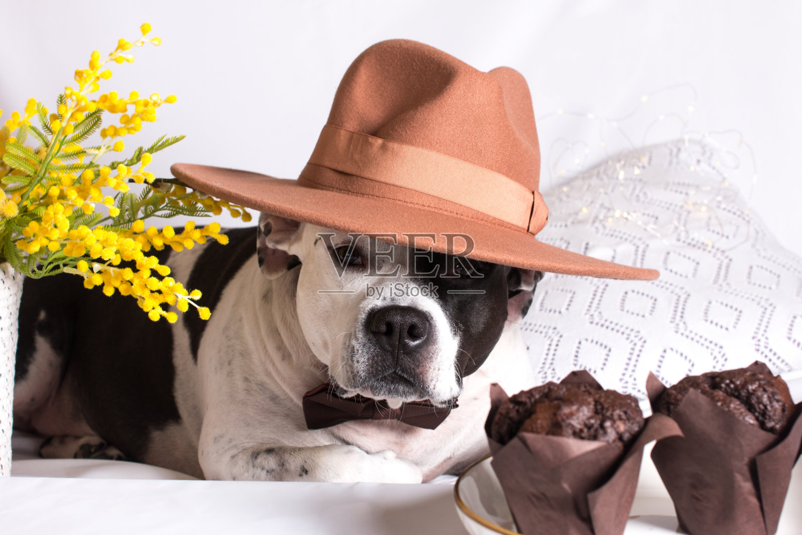 一只黑白相间的狗在白底上配着含羞草山毛榉和松饼纸杯蛋糕。一张3月8日的贺卡照片摄影图片