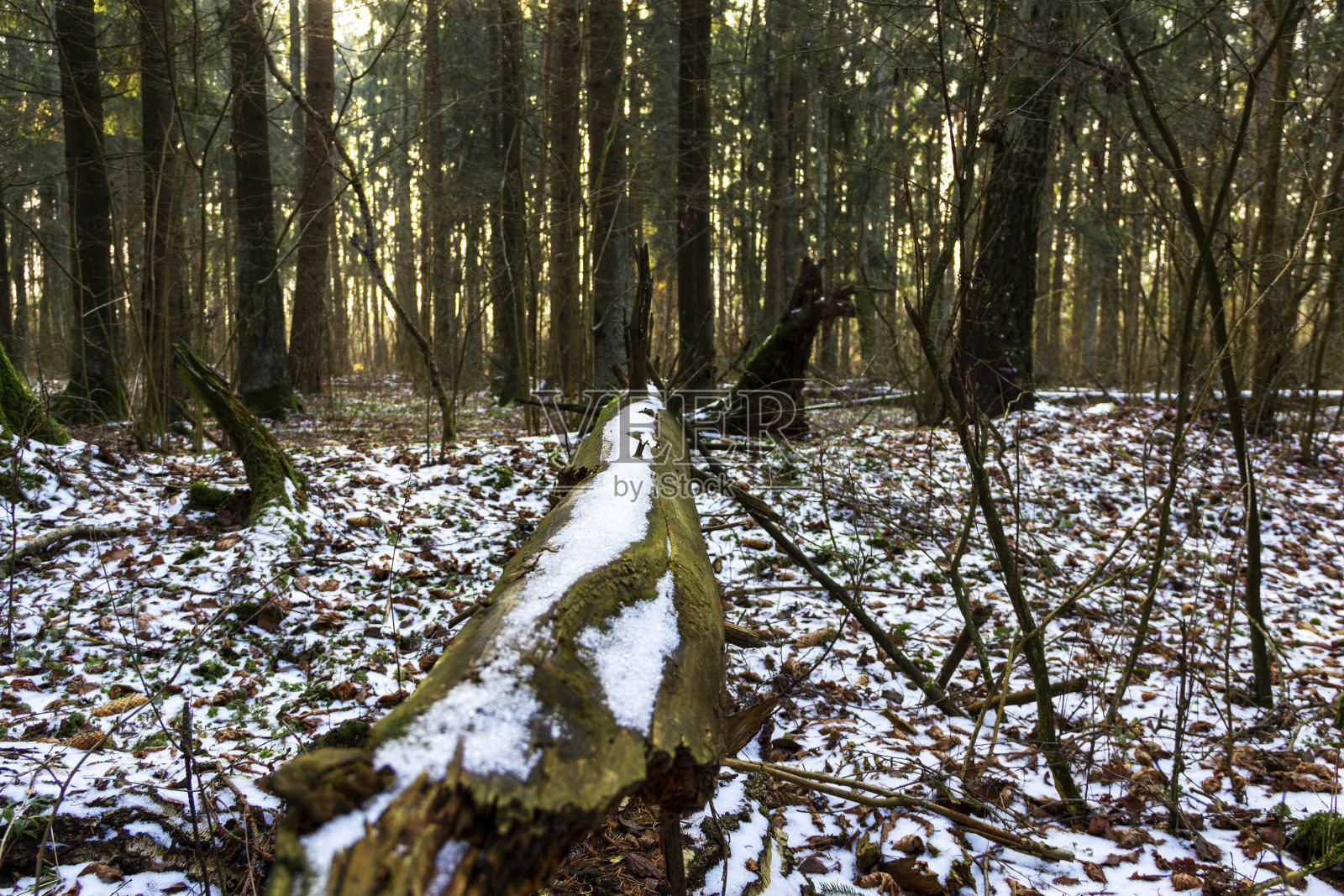 冬天阳光明媚的森林里美丽的折断的树木-森林里倒下的树木的雄伟景观。照片摄影图片