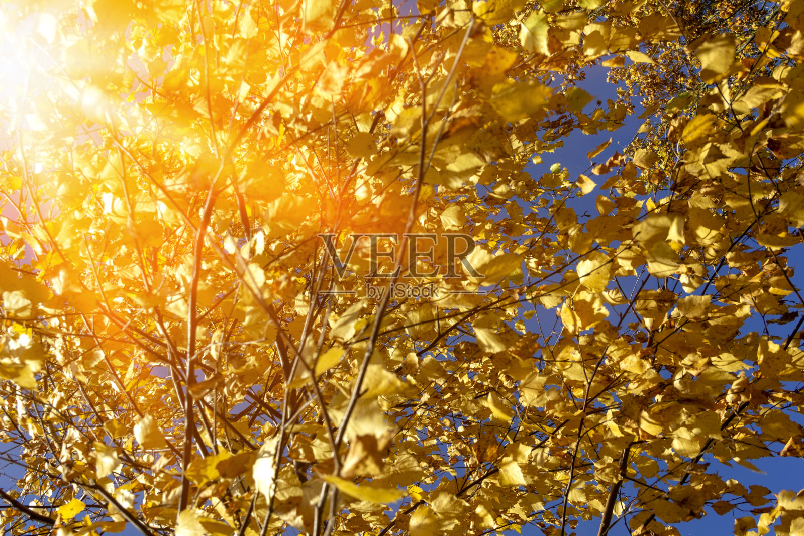 阳光下美丽的白桦树秋叶。秋情概念照片摄影图片