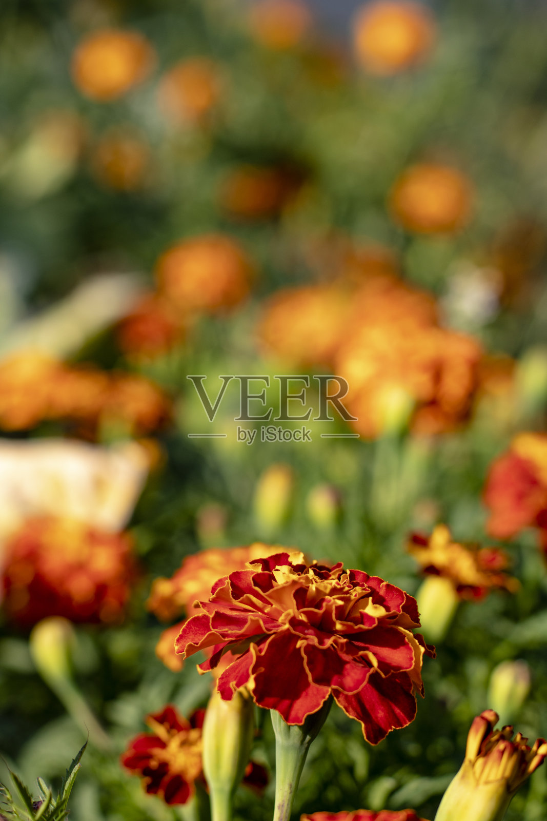 橙色的夏季花金盏花。花朵特写。花田选择焦点。照片摄影图片