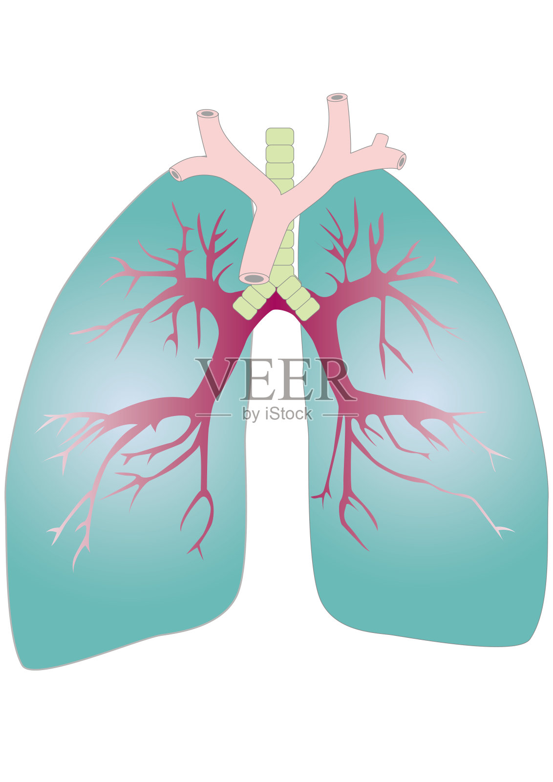 肺的医学图示，呼吸系统的一个器官插画图片素材