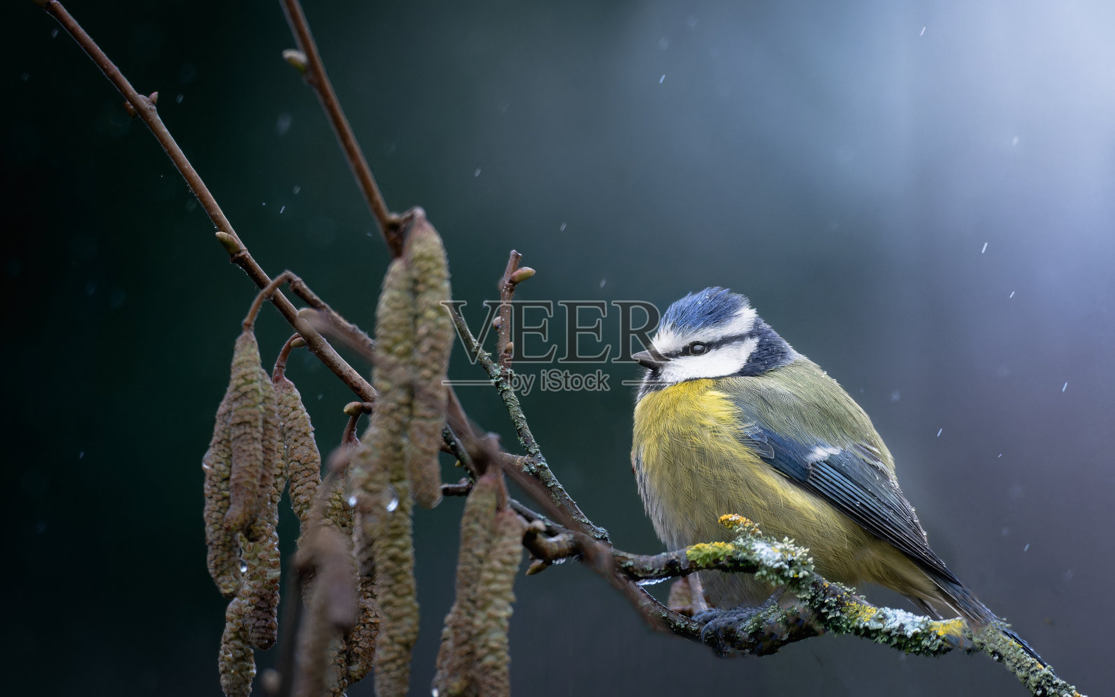 蓝山雀，蓝山雀照片摄影图片