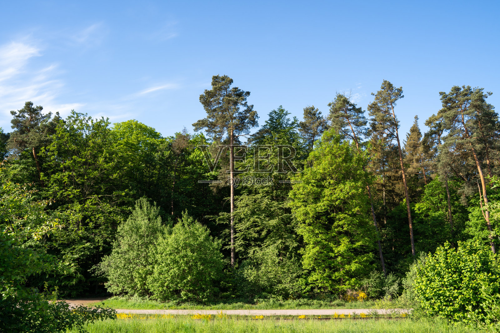 森林里的树木和夏天的蓝天照片摄影图片