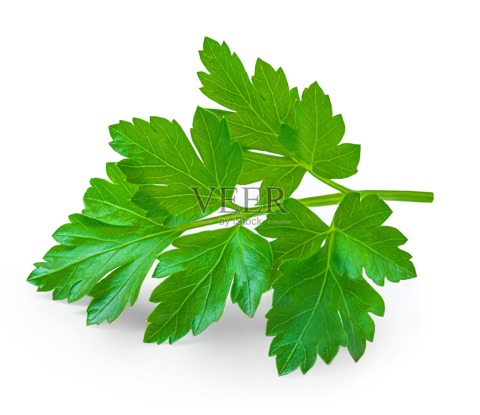 在白色背景上孤立的欧芹。新鲜欧芹叶特写。照片摄影图片
