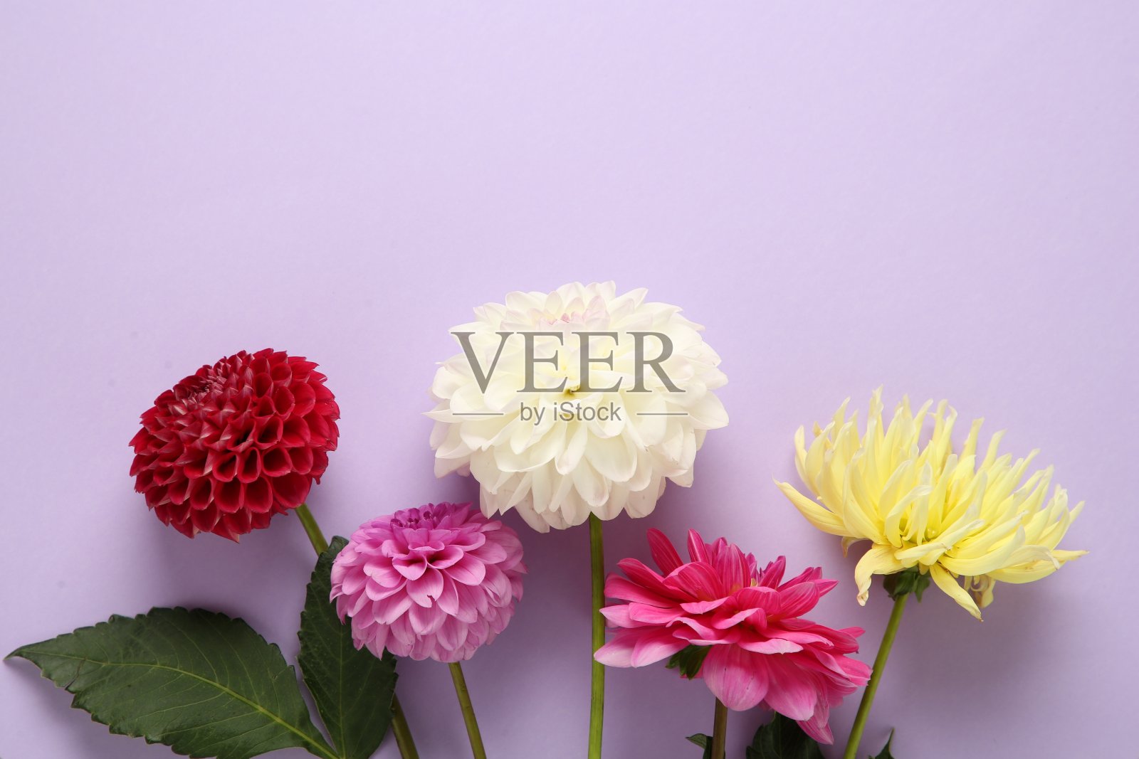 美丽的大丽花在紫罗兰的背景上，平躺着。文本空间照片摄影图片