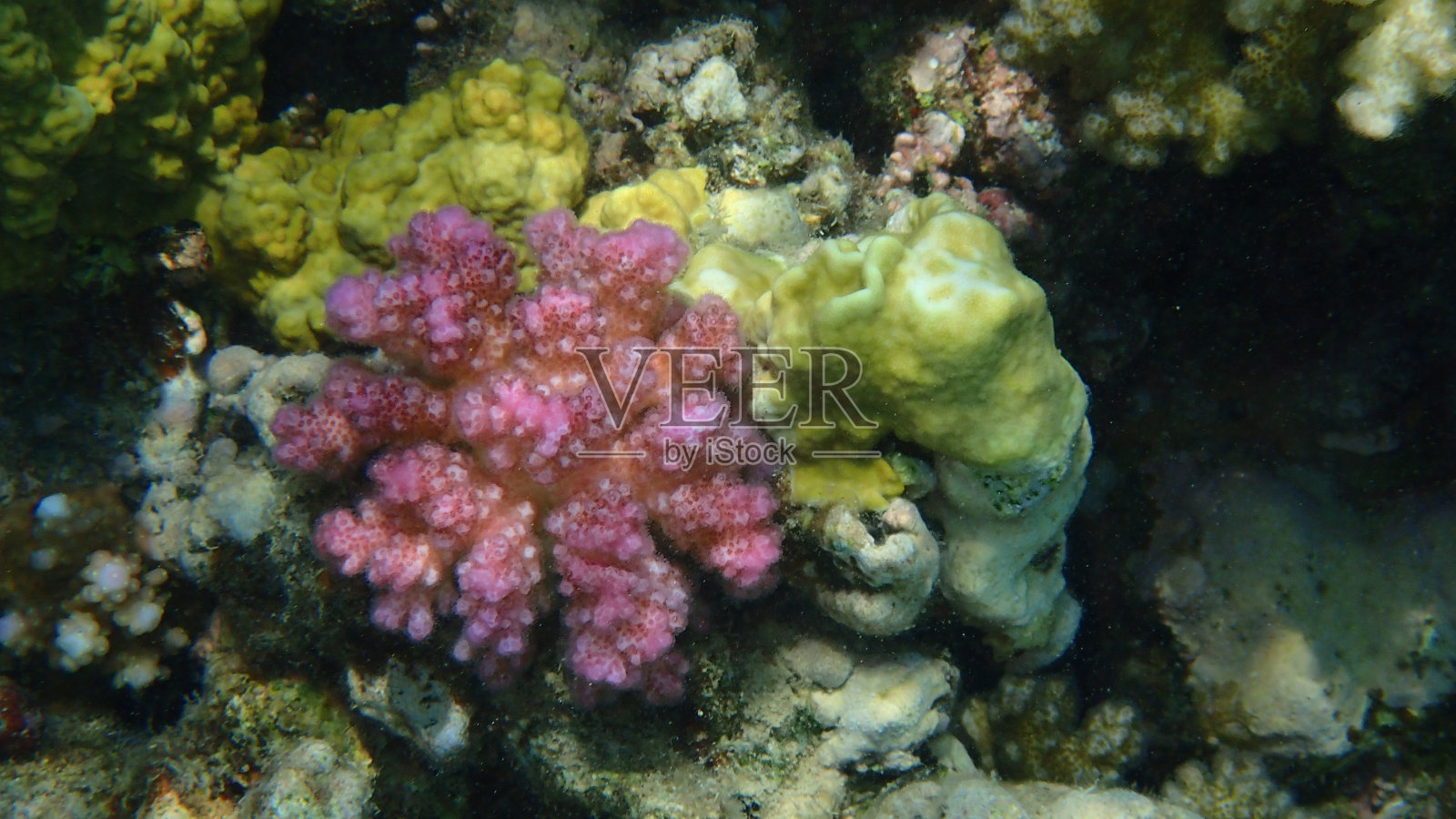 埃及马卡迪湾的珊瑚礁照片摄影图片