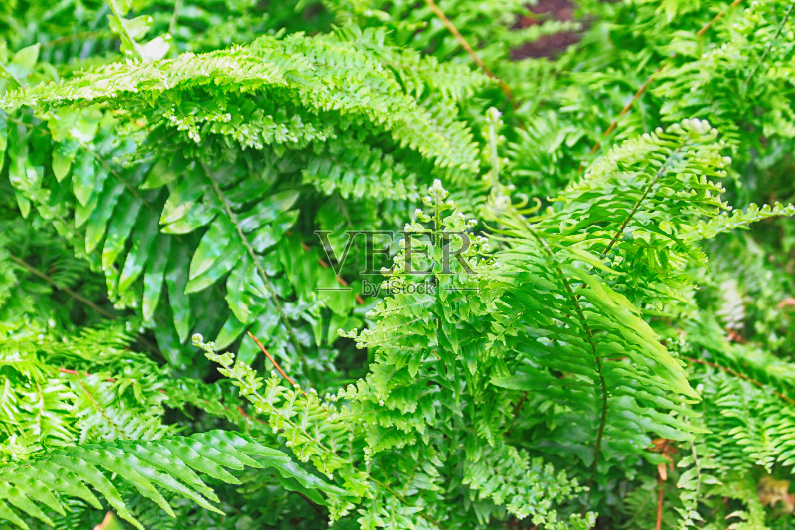 绿蕨质地照片摄影图片
