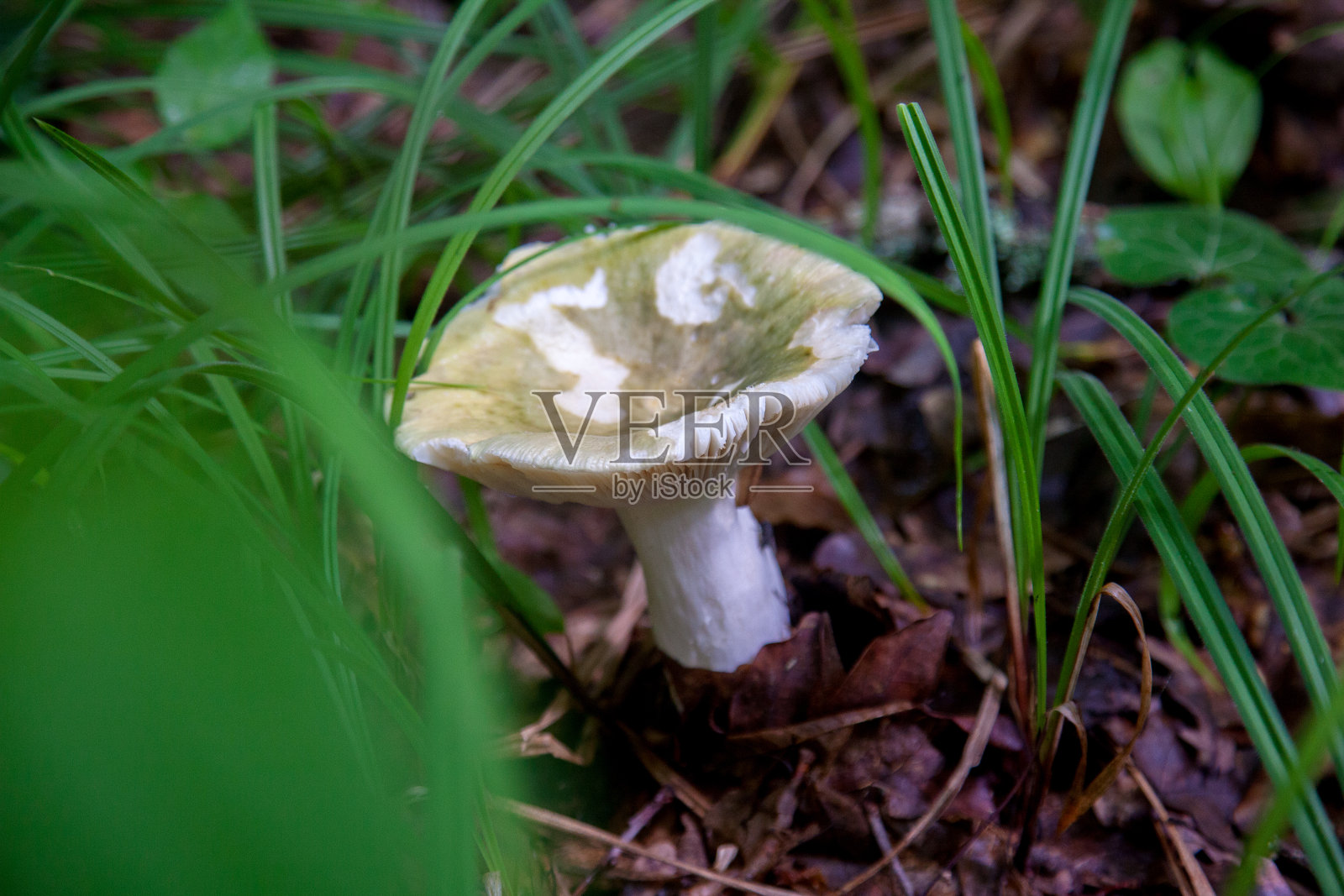 绿菇-蘑菇通常被称为绿色裂菇，绗缝绿菇，或绿色脆菇。照片摄影图片