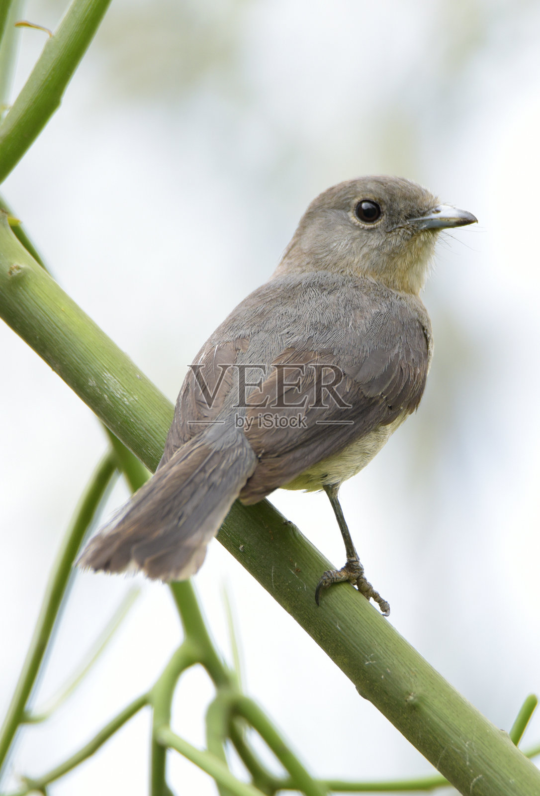 白眼石板鹟照片摄影图片