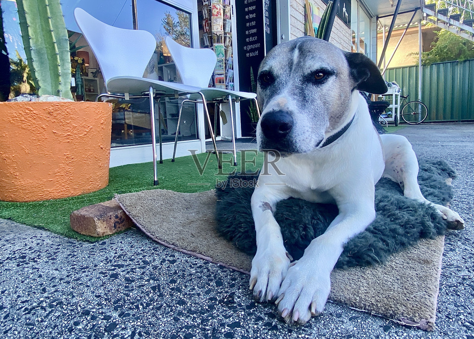 放松大狗照片摄影图片