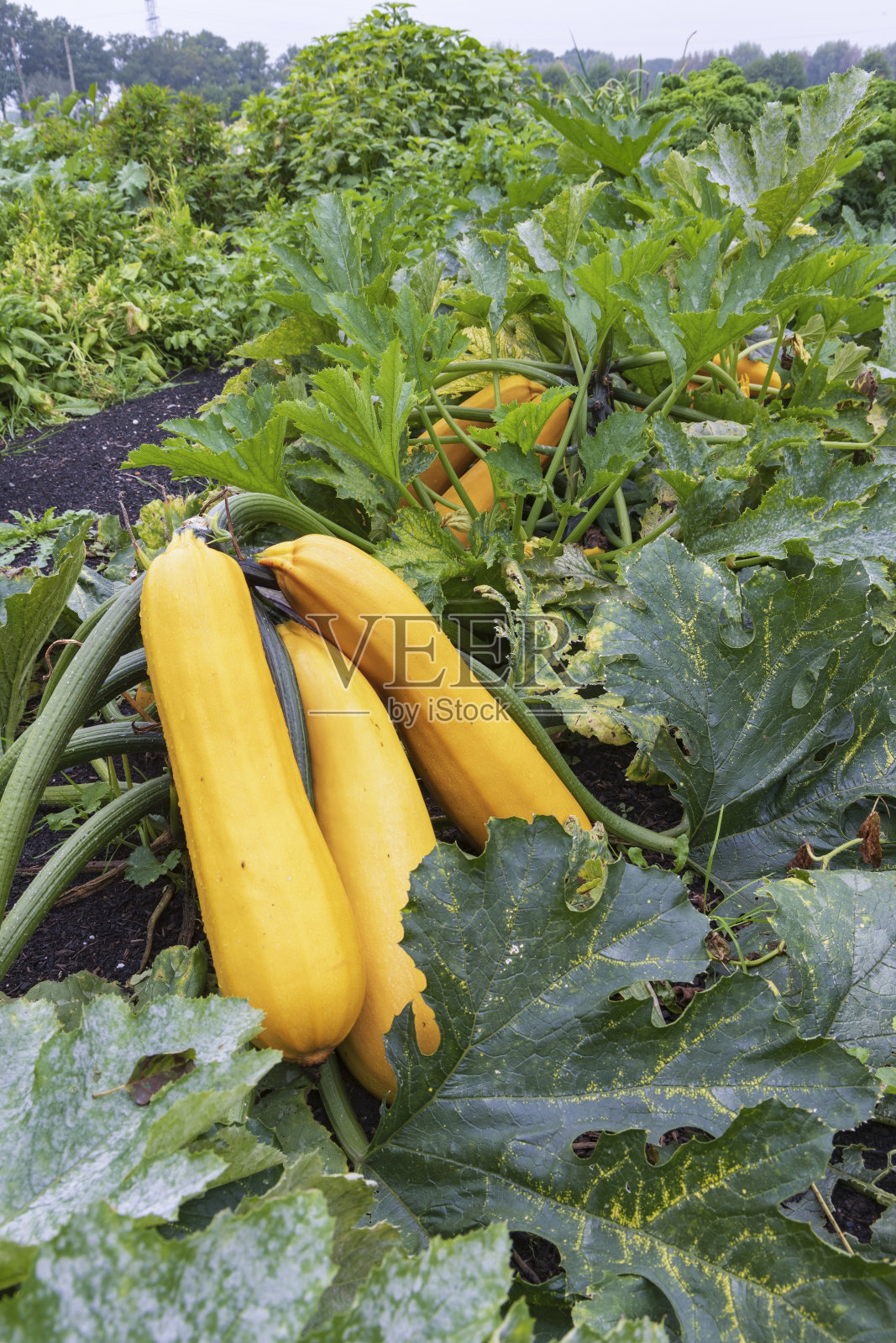 社区菜园里的新鲜蔬菜照片摄影图片
