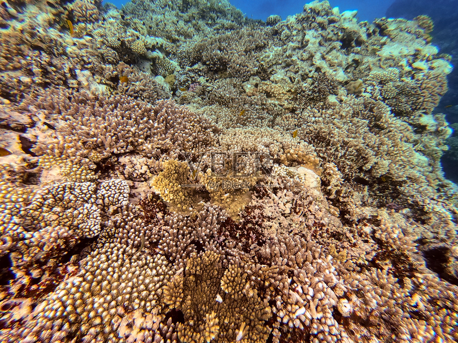 珊瑚礁的水下生物，珊瑚和热带鱼。红海的珊瑚礁，埃及照片摄影图片