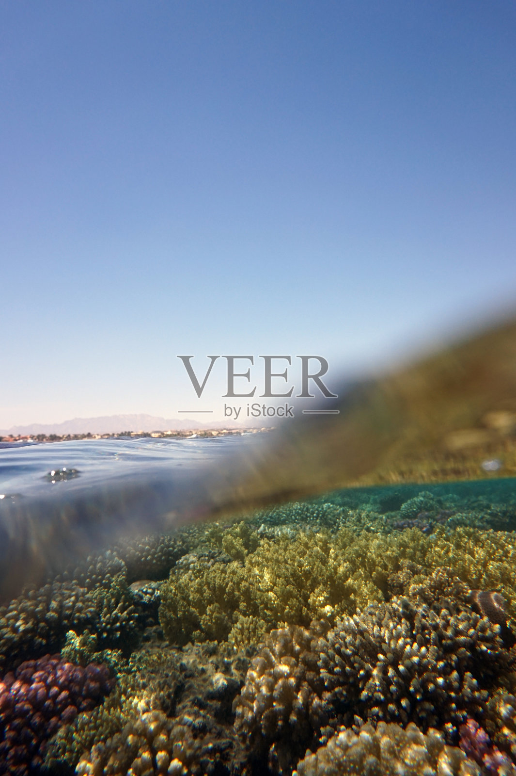 埃及马卡迪湾的珊瑚礁照片摄影图片