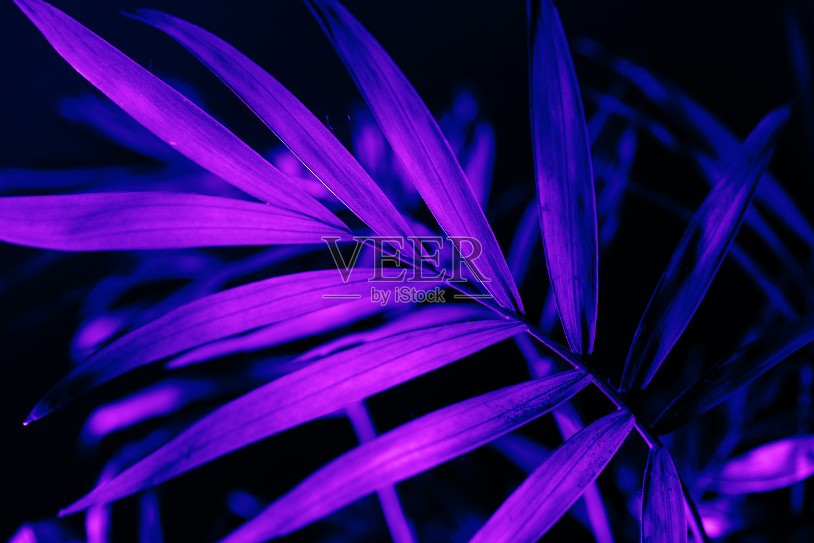 黑暗背景上的霓虹灯棕榈叶特写。照片摄影图片