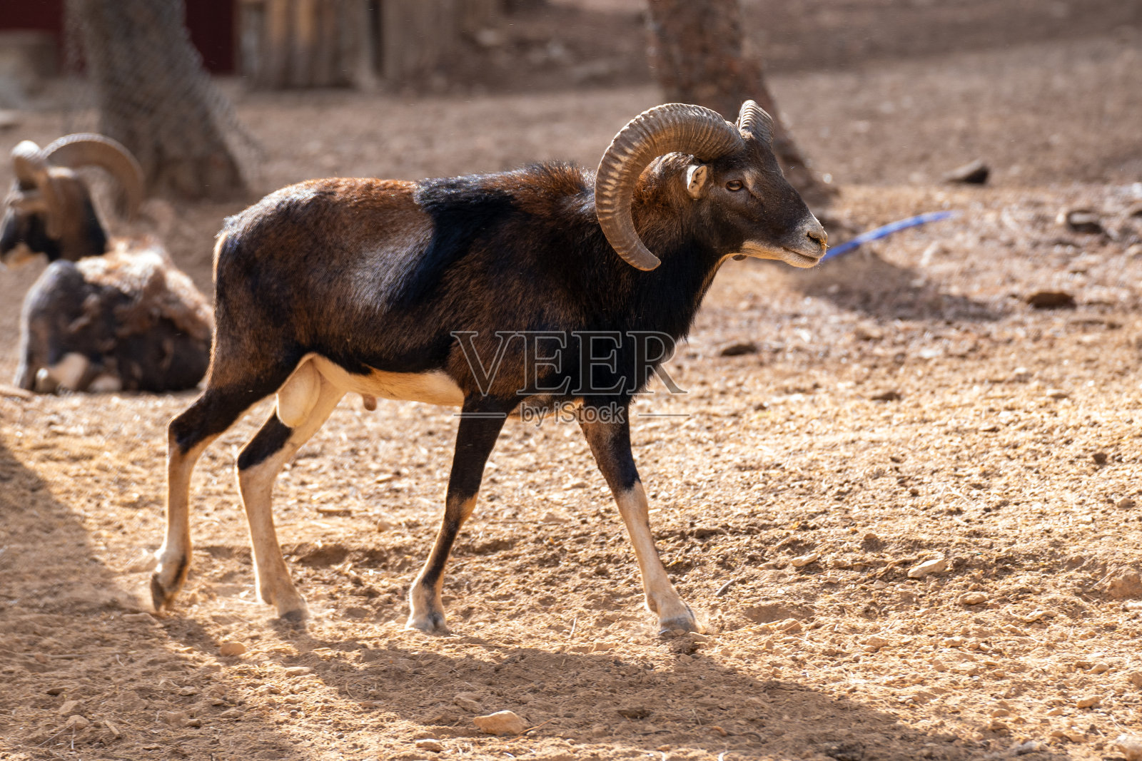 动物园笼子里的喀麦隆羊。喀麦隆或喀麦隆矮羊是喀麦隆家养绵羊的品种。照片摄影图片