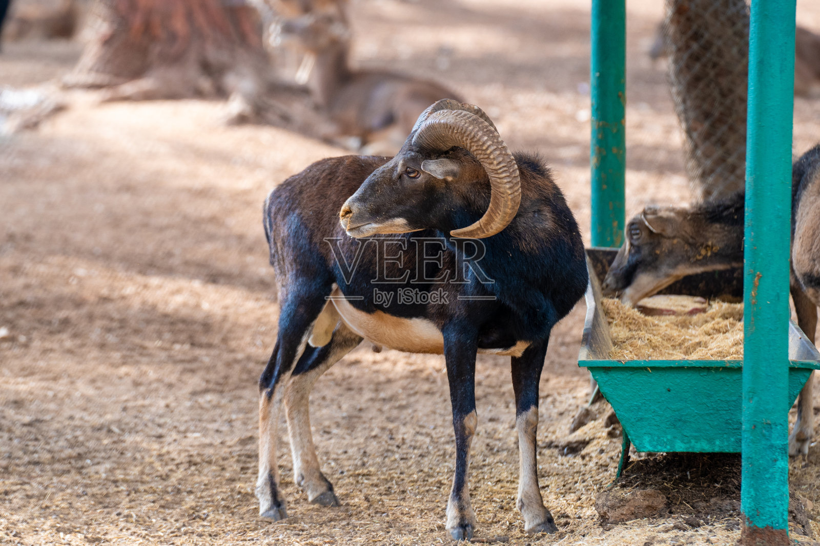 动物园笼子里的喀麦隆羊。喀麦隆或喀麦隆矮羊是喀麦隆家养绵羊的品种。照片摄影图片