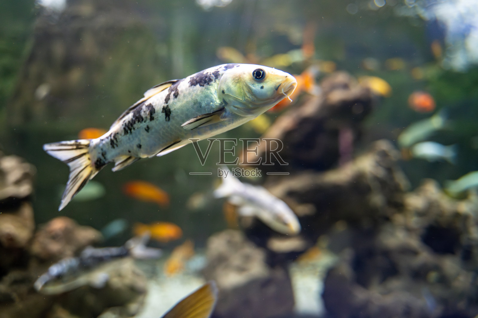 动物园水族馆里的锦鲤。锦鲤是普通鲤鱼(Cyprinus carpio)的彩色品种，用于室外锦鲤池塘或水花园的装饰目的。照片摄影图片