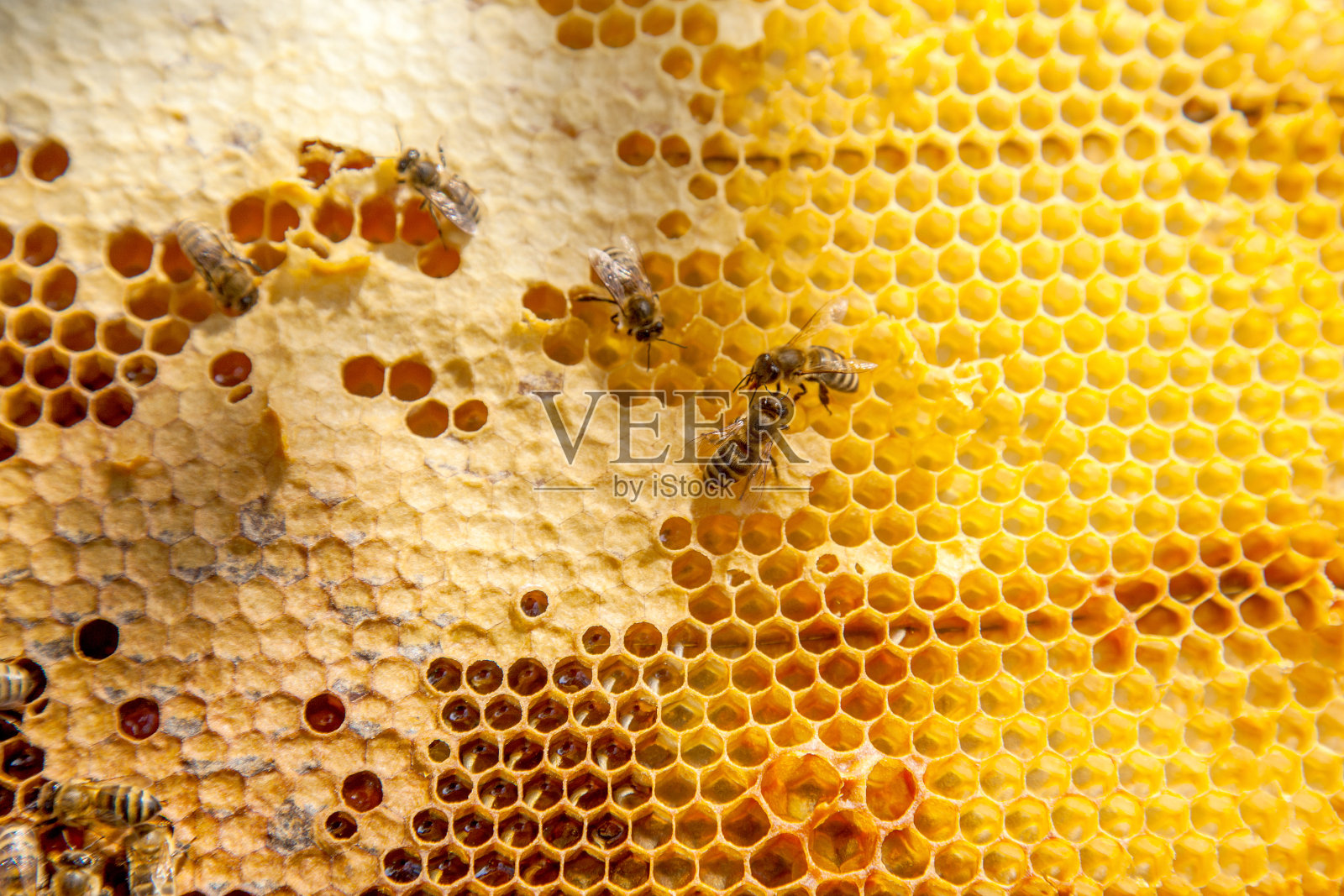 工作的蜜蜂在黄色的蜂房上采蜜。照片摄影图片