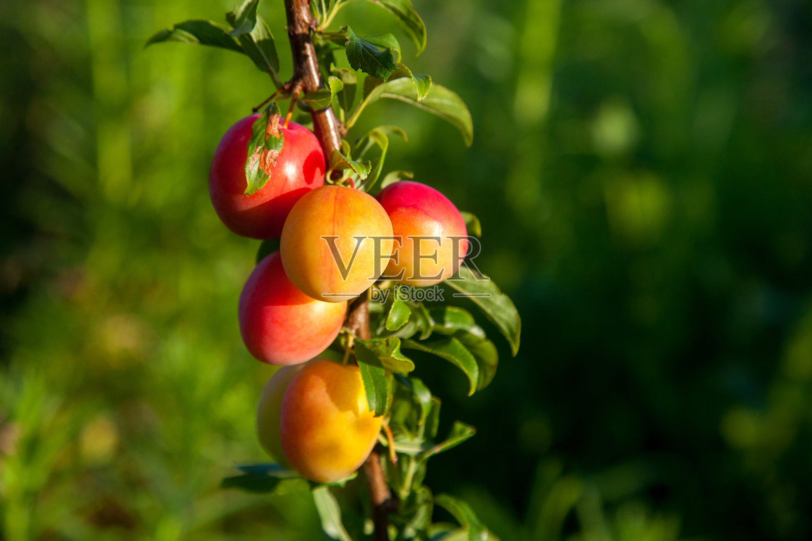 成熟的樱桃李子浆果在花园里的树上。在果园里种植樱桃李子。照片摄影图片