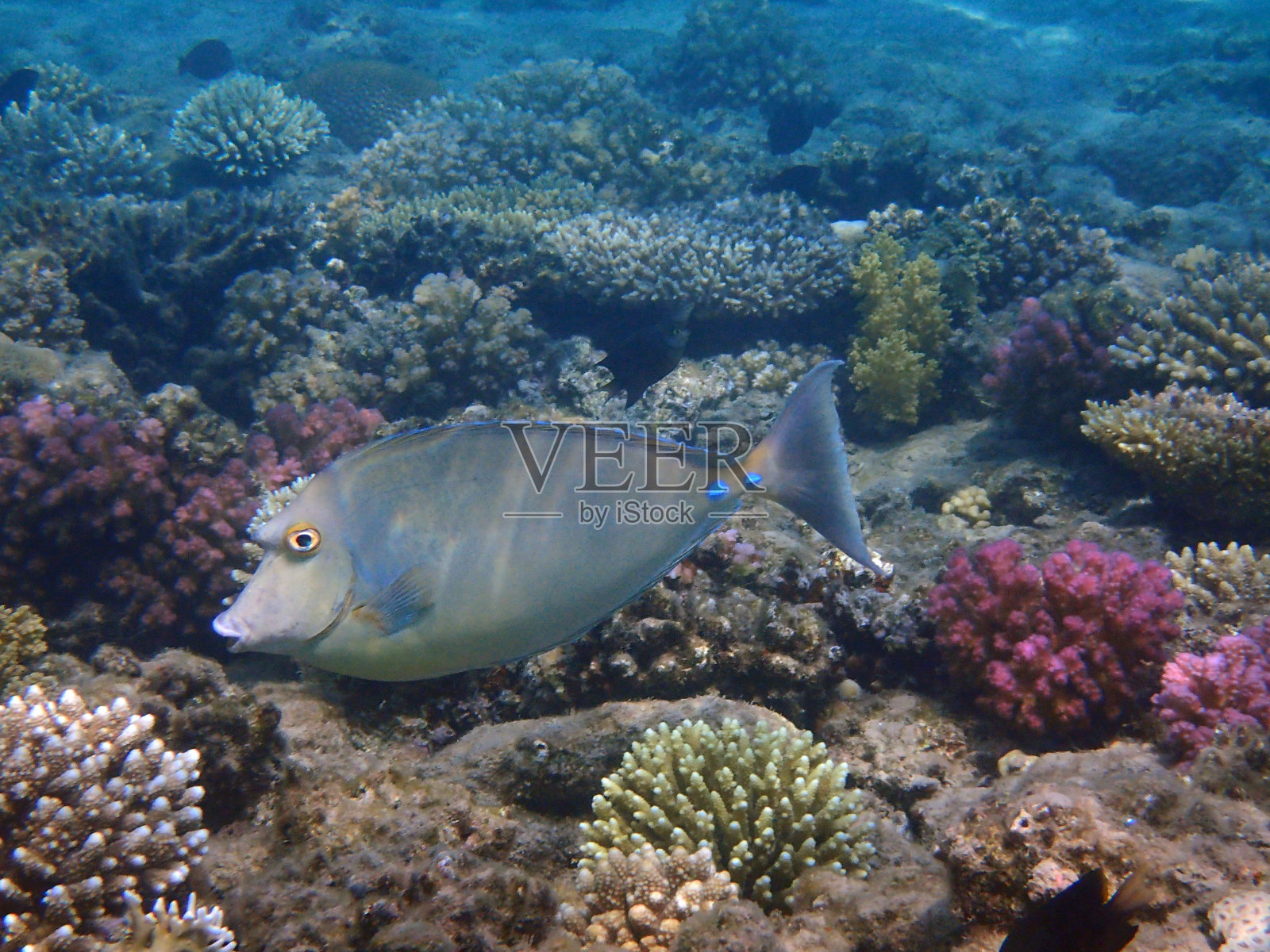 纳索塘鱼照片摄影图片